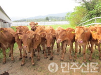 경북 영주시 한우 개량 가속,  2025 한우 수정란 이식사업 본격 추진