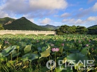 전남 영광군 백수읍 보은강연꽃방죽, 여름 연꽃 만개
