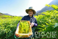 경남 산청군 산불·폭우 견뎌낸 새순 산청 여름 두릅, 희망을 수확하다