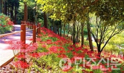 전남 진도군, 운림산림욕장 꽃무릇 개화
