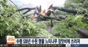 영통 느티나무, 장맛비 이기지 못한 500년 역사… 수원시 나무 뿌리 살아있어, 복원 대책 마련할 것