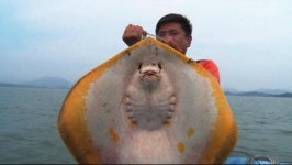 VJ특공대 노랑가오리찜·갈치 물회&갈치초밥&갈치구이·문어 숙회·문어 연포탕까지… 무더운 여름, 7월 바다의 맛 보여주다