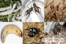 장수풍뎅이가 가축?...곤충 14종 가축 포함