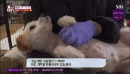동물농장, 김포 개 농장에서 구조한 98마리의 강아지...보상금 때문