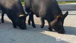 토종 재래돼지, 고기맛 참 맛있다!