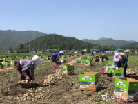 ‘보성 햇감자’본격 출하