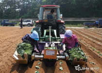 당진시, 고구마 순 정식기계 보급