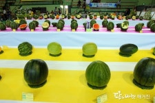 제15회 단풍미인 씨 없는 수박 품평회