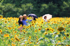 해바라기 꽃길로 놀러오세요, 기다릴께요！