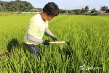  당진시농기센터, 벼 엽분석 돌입