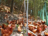 화순군, 동물복지농장 폭염에도 싱싱