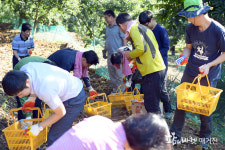 해피알밤공작소 | 공주시장과 함께 알밤 줍기 봉사활동