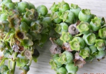 블루베리 나무에 발생하는 주요 병해와 관리 방법