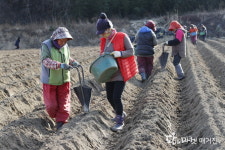 보성군, 봄 감자 파종하며 핀 웃음꽃