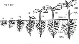 <오이농장 경영3>오이 생육단계별 생육 특성