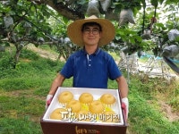 김준 대표의 영농형 태양광 배 재배