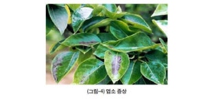 배나무 엽면 시비와 엽소 현상