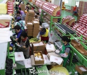 천안배원예농협, 올해 배 4500톤 1200만 불 수출