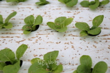 고양시 농업기술센터 “천적 활용, 친환경농업과 생산비 절감”