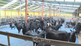 순창군, 흑염소 사육 농가에 건초 지원