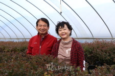 김포 목백일홍 분화 재배 전문가 유명환 대표