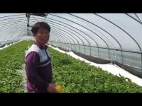 성주 참외 농사 40년 신해수 대표