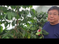 순창의 귀농인 황사진 대표의 커피나무 번식방법