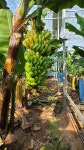 시설바나나의 재배 수분과 토양 조건