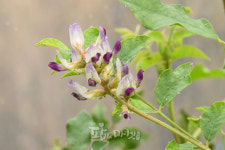 글리시리진Glycyrrhizin에 대한 오해와 진실 감초