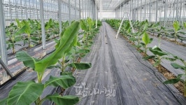 바나나 묘목 정식과 재식 거리