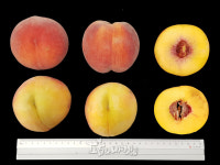 8월의 복숭아 ‘홍슬’ 묘목 첫 보급