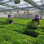 음성군 농업기술센터, “주문하신 고추묘 찾아가세요”