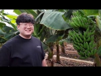 안성 지역에서 맛있는 바나나 생산, 김재홍 쳥년농업인
