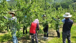 보은군 회인면-농업기술센터, 농촌일손봉사