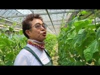 평택 이근덕 대표 무농약 오이 농사 힘들지 않나요