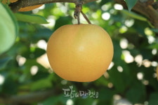 한국청과, 거래물량 1위 ‘배’ 4,997톤