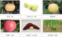 달콤‧아삭한 ‘우리 품종 과일‧채소’현대백화점 판매