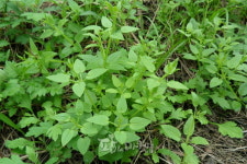 잡초 <39> 꼭두서니