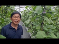 가지 스마트 팜 재배와마켓, 안철우 대표