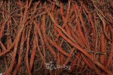 건강 약초<5> 단삼