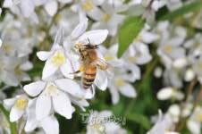 <이영보 박사의 곤충이야기9>꽃말발도리꽃과 꿀벌