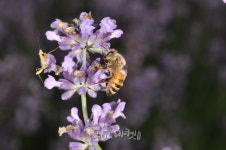 <이영보 박사의 곤충이야기11>라벤더꽃과 꿀벌