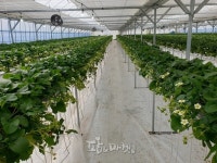 신안군 청년 창업농 스마트온실 운영 확대