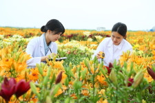 간척지 수놓은 화려한 나리