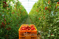 <토마토 재배기술18> 관비재배 기술