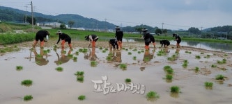 안성시 농업기술센터 식량기술팀과 새내기 농촌지도사의 가루쌀(바로미2) 재배