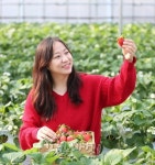당진시 딸기체험농장 장은하 농가