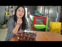 안성 생대추와 건대추 지금 맛있습니다