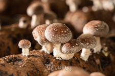 영유아 체험농장, 김포 버섯농가