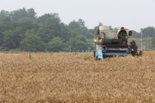 국산 귀리에 ‘사포닌’ 풍부